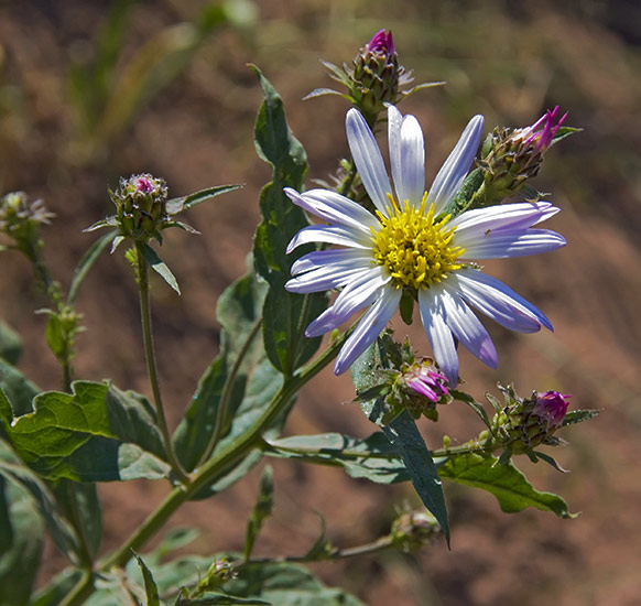 white showy daisy